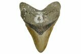 Fossil Megalodon Tooth - North Carolina #376901-1